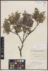 Foto von Salix borealis Fr. x Salix glauca L.